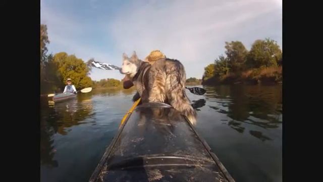 American River Sacramento - Last time I saw Bill Griffith on the river before he passed... смотреть онлайн