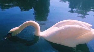 Лебедь и Солнце. Видео-ответ_ Ananda Rits. Видео Яны Велк. Благодарю! ❤️🙏😘