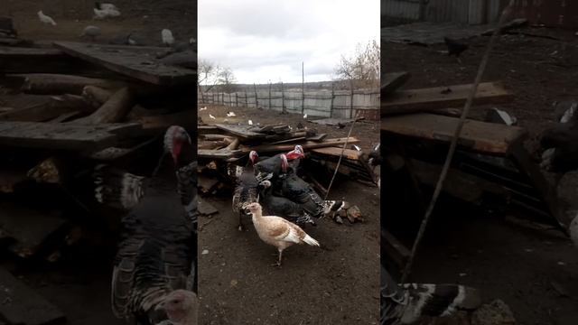 Индюки бронза 708 и чистые кавказкие. смотреть онлайн