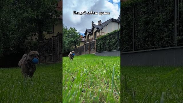 И желательно качественный #французскийбульдог #французик #прогулкассобакой смотреть онлайн