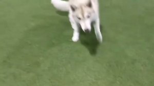 обучение щенка хаски аджилити. Vendigo Lonely Star. / husky puppy agility training