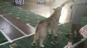 siberian husky puppy VEGAS LIGHT OF MY SOUL - winner best in show! / бест ин шоу хаски