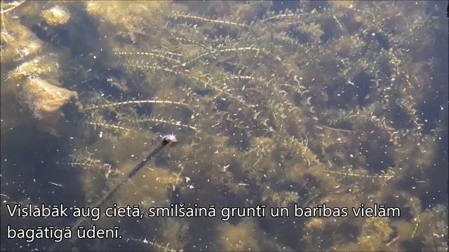 Kanādas elodeja (Elodea canadensis) LT (LV subtitles) смотреть онлайн