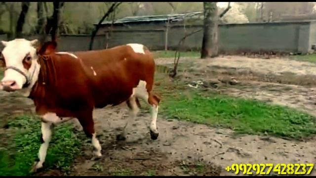 Срочно Симментал Парода Бугоз Гуножинлар Сотилади.+992927428237.