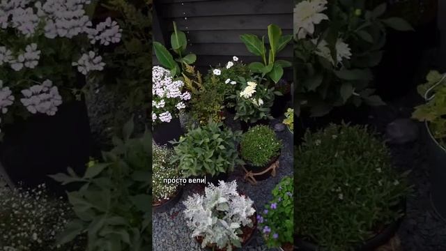 СРОКИ ПОСЕВА ЦВЕТОВ НА РАССАДУ, НЕ ЗАБУДЬ ПОСЕЯТЬ