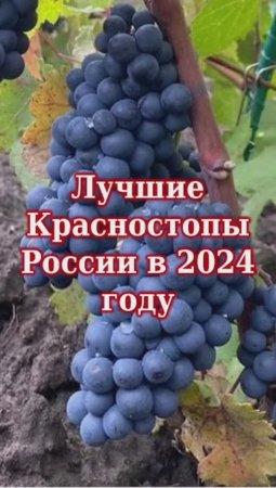 Лучшие Красностопы России в 2024 году