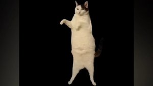 Cats kitty kitty cats. Cats song. Песня котика. Песня котиков. #трикота три кота