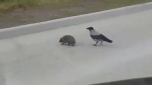 Как ворона ежика через дорогу переводила