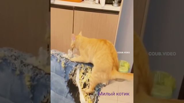 Отдам кота в добрые руки.