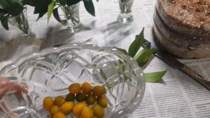 Укореняем черенки кумквата в перлите. 2023г.