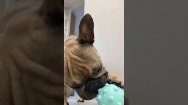 Никак не схватить #французскийбульдог #бульдог #собакаиграет смотреть онлайн