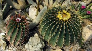 #Ukraine. Crimea. A botanical garden.#Крым #ботанический сад- эксклюзив