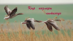 Кыр казлары киткэндэ. /Гармунда уйнау. Мингазов Азгам