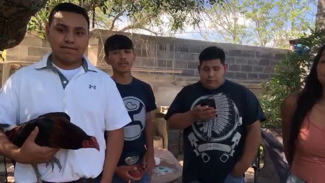 Gallo-Max смотреть онлайн