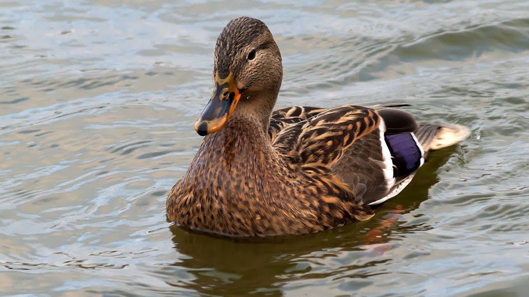 Подсадная утка умничка, работает отлично, а селезень в этот вечер не прилетел))). смотреть онлайн