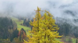 🍁  Лучшее осенью в Швейцарии  🍁  Пешеходная экскурсия  🍁  4К 60fps UHD  🍁