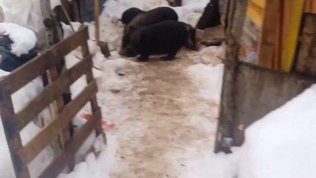 ВСЕХ СПРАЗДНИКОМ ДОРОГИЕ ЗРИТЕЛИ И ПОДПИСЧИКИ. И СВИНОВОДЫ