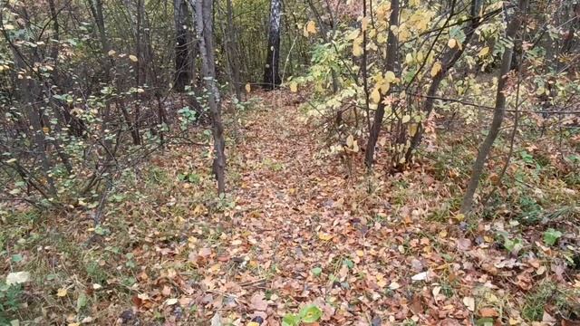 Огород