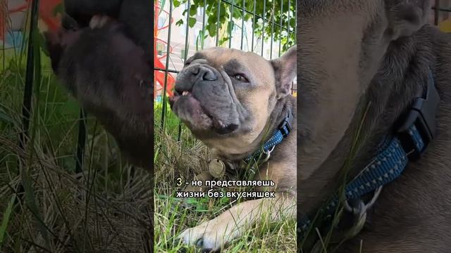 5 признаков французского бульдога. Первая часть есть в профиле. смотреть онлайн