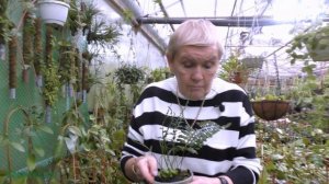 Мирмекофильные папоротники. (муравьиный папоротник)