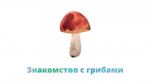 32. Знакомство с грибами