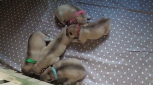 Newborn husky puppies - chocolates and fawn