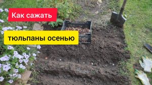 Как сажать тюльпаны осенью.