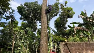 These 2 tall trees surround the house and must be uprooted safely.