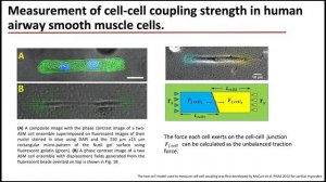 Webinar by Alvéole - Bioengineering custom cell microenvironments with PRIMO