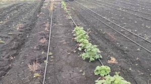 ОБЗОР ТЕПЛИЦЫ И ОГОРОДА НА 18 АПРЕЛЯ 2024