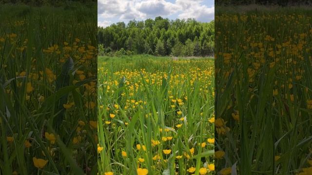 Красивая весенняя природа на лугу. Цветы и травы нежно колышутся на ветру