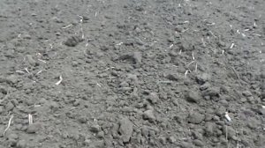 Культивация после стоек параплау 2ч