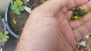 В первый год когда цитрус ещё не прижился и может болеть после пересадки, лучше оборвать всю завязь.