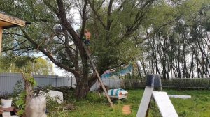 Обрезка ивы