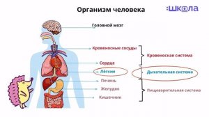 Окружающий мир 3 класс. Организм человека