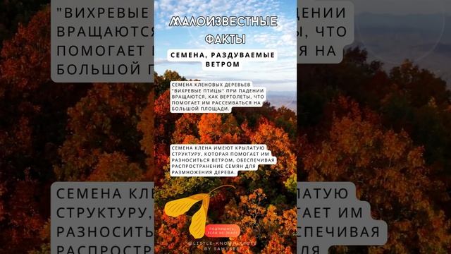 Кленовые Крылья #МагияОсени #ПрироднаяКрасота