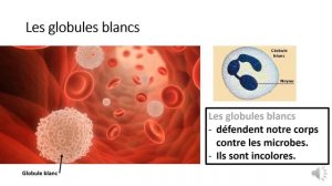 Le sang et la circulation sanguine.(Classe de Eb5)