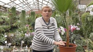 Пальма Вашингтония (Washingtonia)