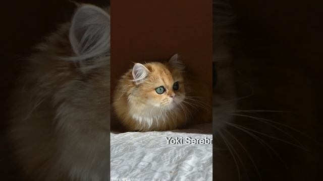 VID_20241006_102152_821.mp4