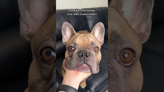 Почему собаки везде за нами ходят #французскийбульдог #причины смотреть онлайн