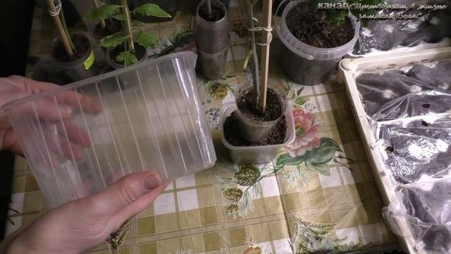 Ранний посев индетерминантных томатов сразу в большие емкости не годится