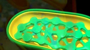 Строение хлоропласта