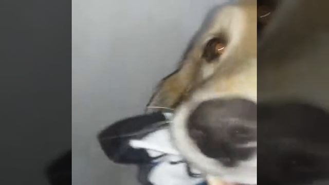 Golden Retriever: Lumi la coleccionista de medias!! смотреть онлайн