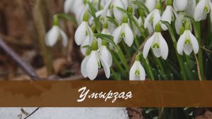 Умырзая. Әхмәт Фәйзи сүзләре, Татар халык кое. Жырнын сузлэре видео астында.