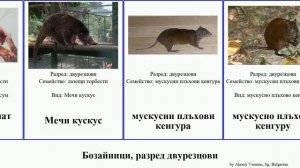 Бозайници, разред двурезцови кенгуру посум кускус дървесно посуми катерица пръстенчатоопашат сиво