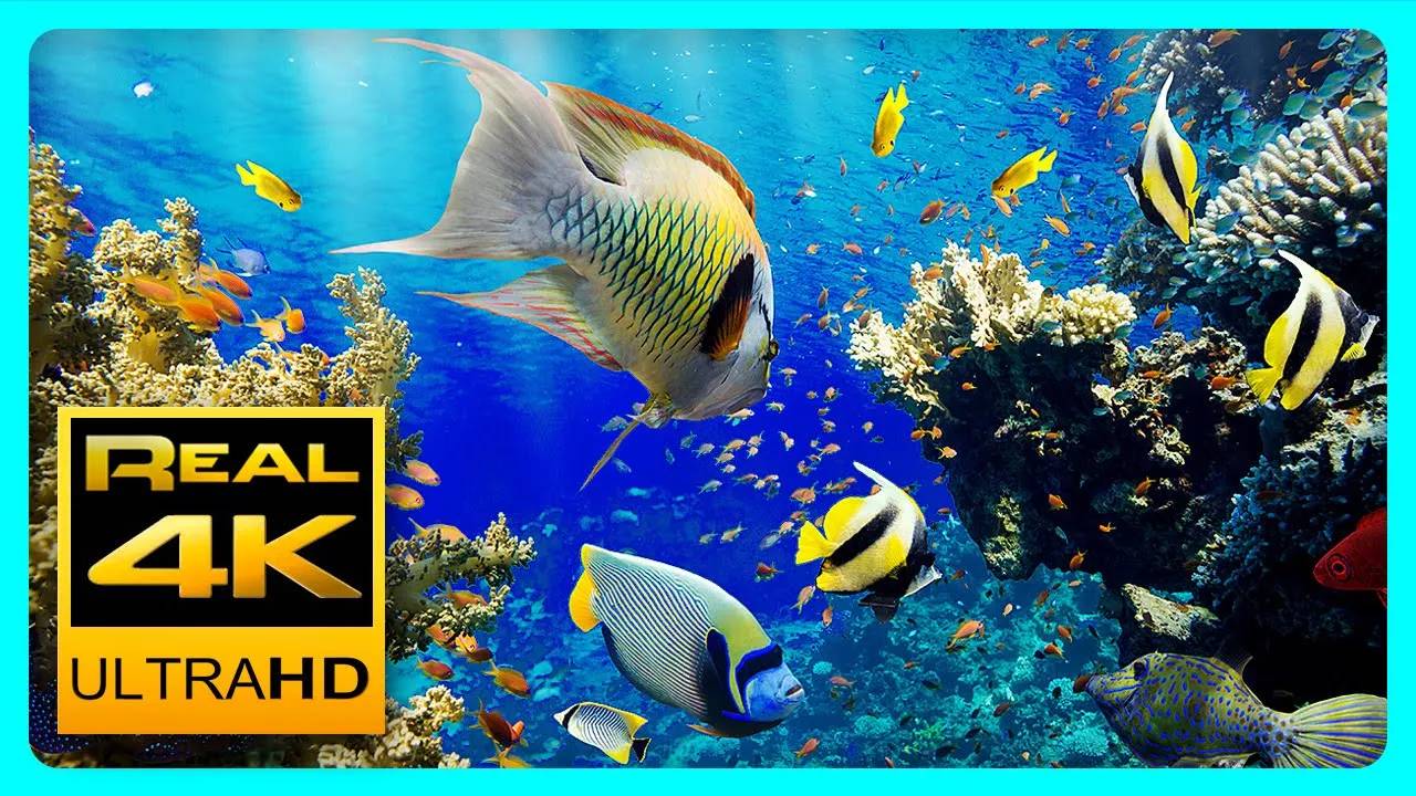 The Best 4K Aquarium for Relaxation II Relaxing Oceanscapes Sleep Meditation 4K UHD Screensaver