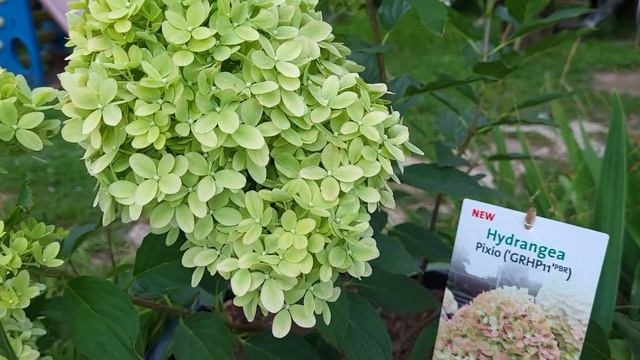 PIXIO(ПИКСИО) НОВИНКА 2023г. Сравнение с Скайфол 21.июля 2023г смотреть онлайн