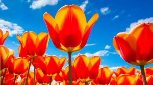 The Most Amazing Tulips in Stunning 4K HDR Tv Art Wallpaper