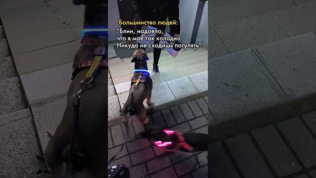 А что делать, если собачке надо в туалет #гулять #французскийбульдог #собачники смотреть онлайн