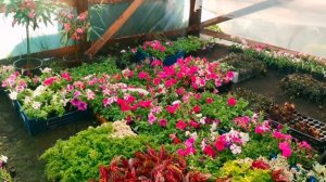 СКВАЖИНА ЗА 241.000!!! СДЕЛАЛИ ПОЛИВ В ТЕПЛИЦЕ.